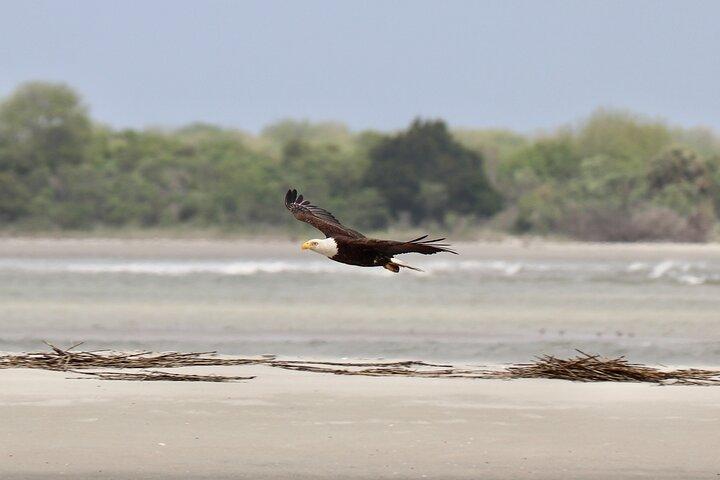 Charleston Eco Boat Cruise med stopp vid Morris Island Lighthouse