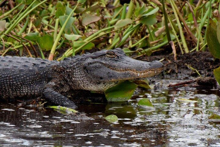 Halvdags privat sumpoplevelse i Louisiana