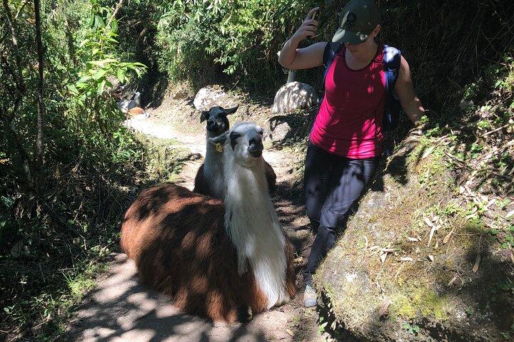 5-dages Salkantay Trek til Machu Picchu