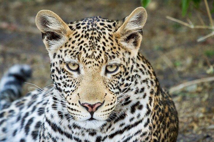 Excursão privada de dia inteiro em Chobe