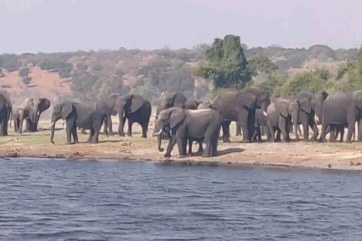 Excursão privada de dia inteiro em Chobe