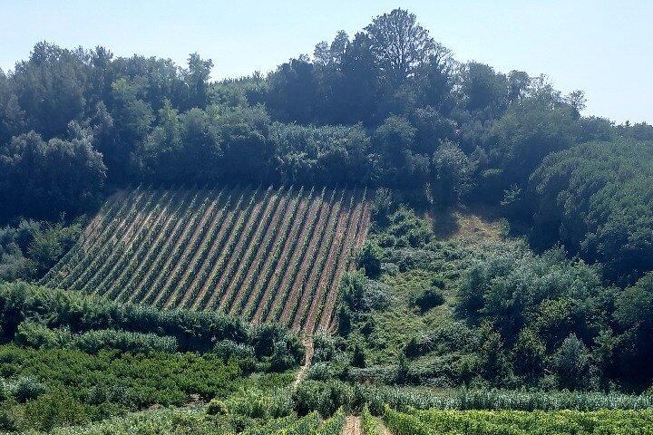 Tour guidato privato a Pisa e all'Azienda vinicola locale dal porto di Livorno