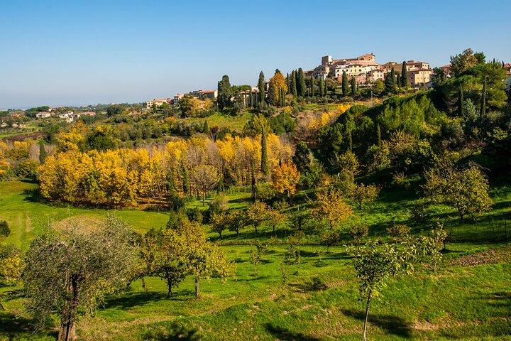 Tour guidato privato a Pisa e all'Azienda vinicola locale dal porto di Livorno