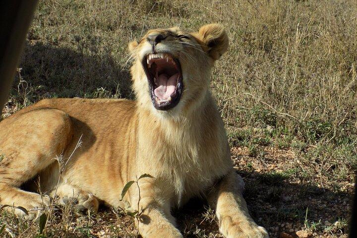 Disfrute de una excursión privada de un día al Parque Nacional del Lago Manyara.