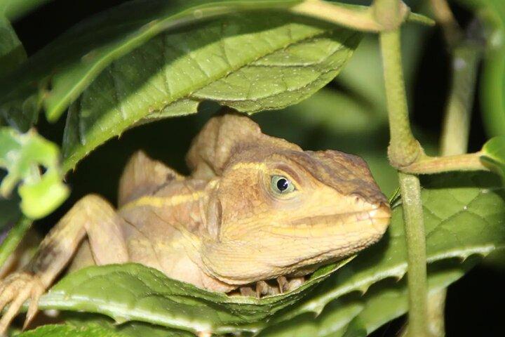 Schildpadden paaien in Tortuguero