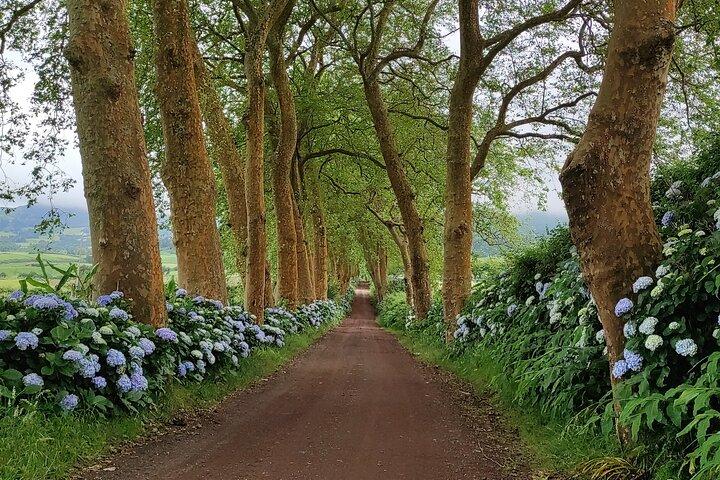 Private Custom Tour in São Miguel Island