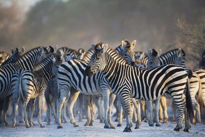 Visite guidée privée d'une journée complète du Big-Five Safari au Cap
