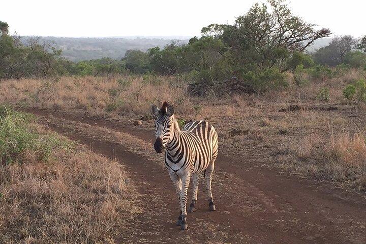 Visite guidée privée d'une journée complète du Big-Five Safari au Cap