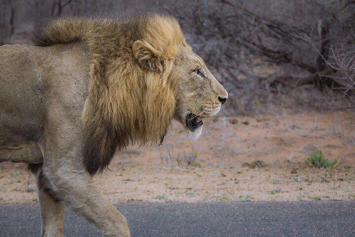 Visite guidée privée d'une journée complète du Big-Five Safari au Cap