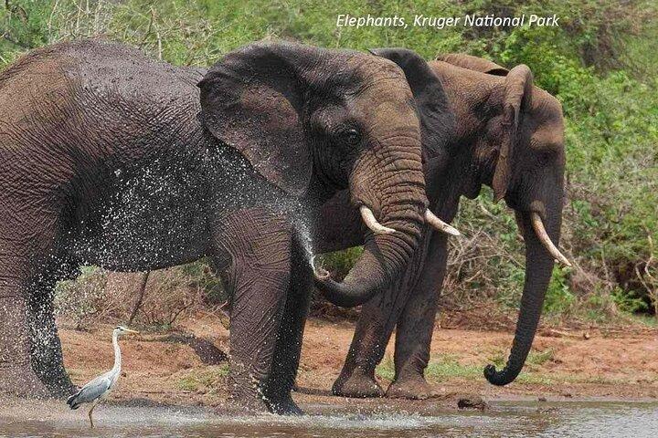 Visite guidée privée d'une journée complète du Big-Five Safari au Cap