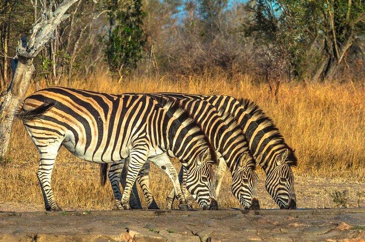 Visite guidée privée d'une journée complète du Big-Five Safari au Cap