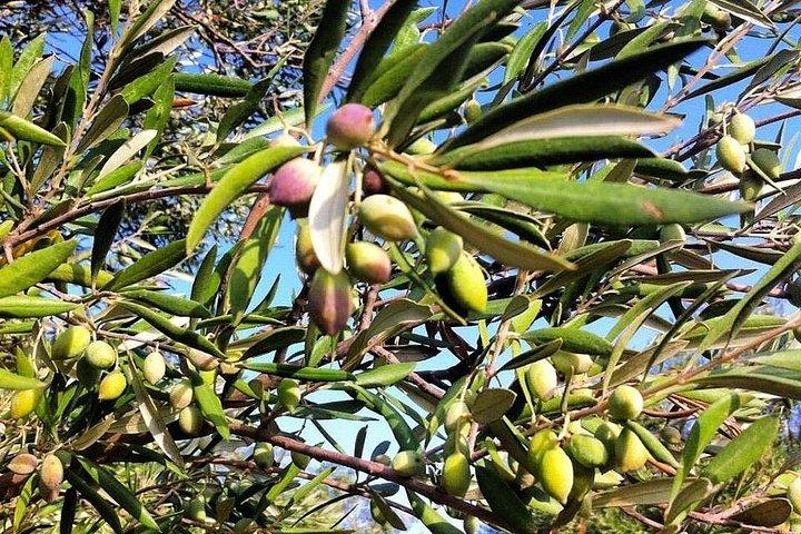 Crete: Olive Oil, Soap, Wine, Raki - Flavorful Culinary Journey