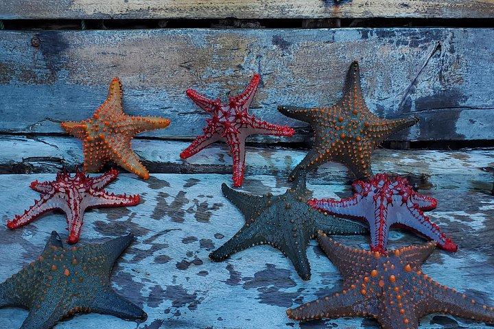ウミガメ水族館とムネンバ半日プライベート体験