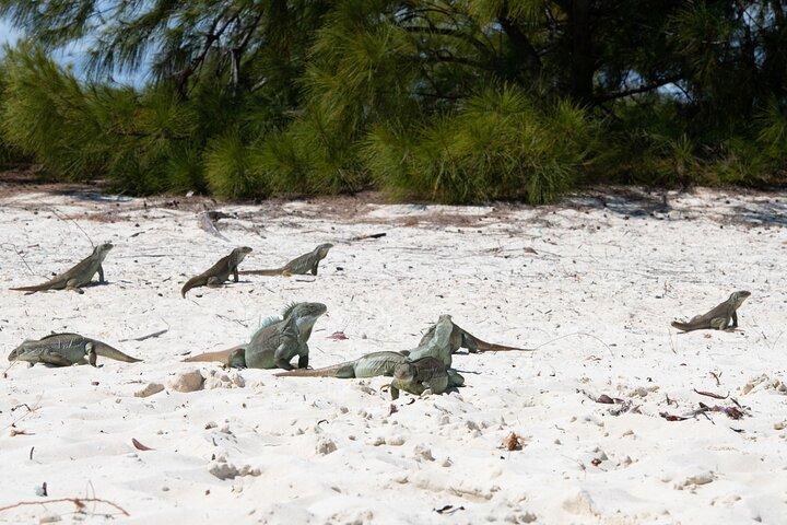 Halvdagskryssning på morgonen från Providenciales med snorkling och Iguana Island