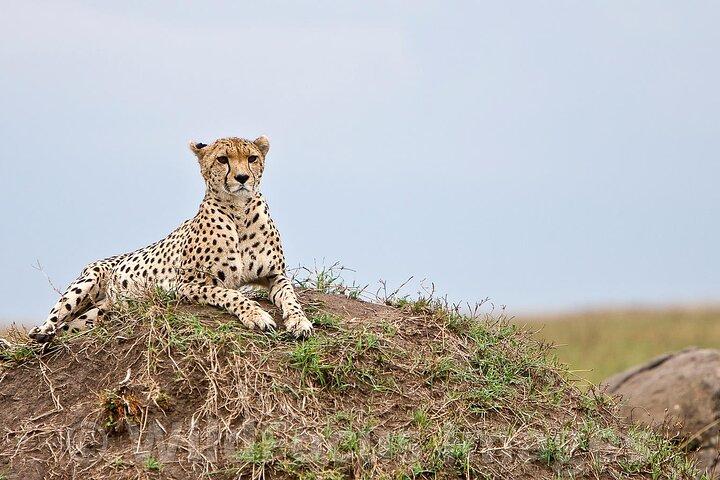 Safari 3 jours et 2 nuits - Maasai Mara au départ de Nairobi/Kisumu