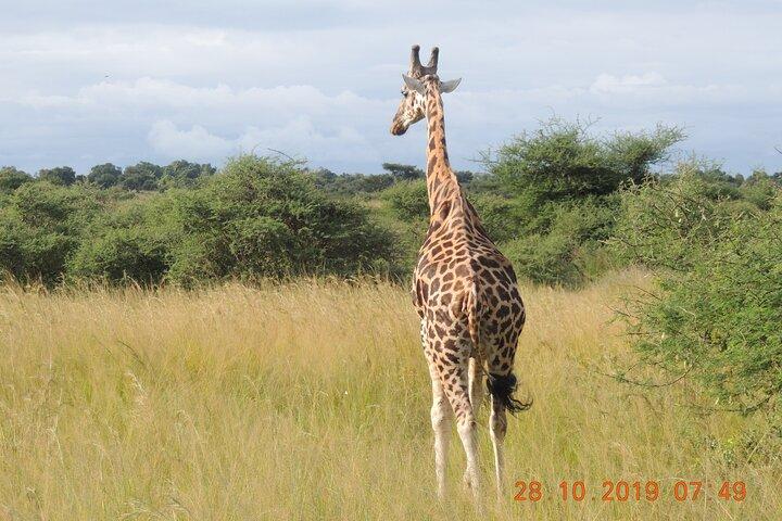 14 Tage Uganda Wildtier- und Primatensafari mit Big Five