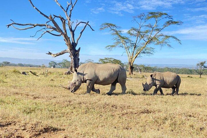 6 dagars Kenya Budget Group Safari