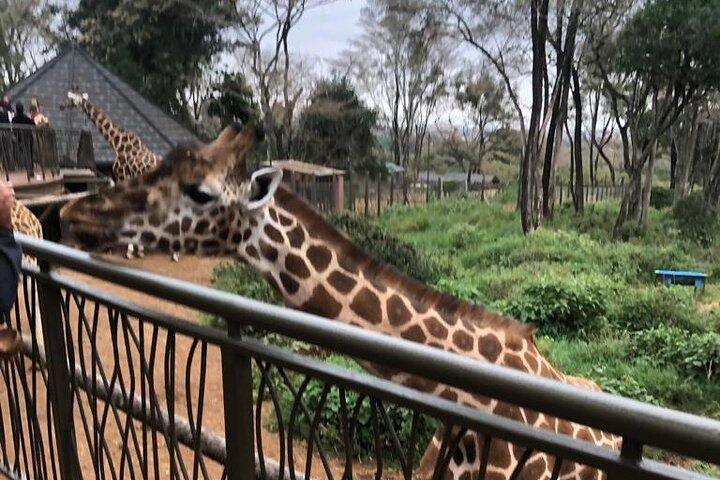 Une excursion d'une journée au Giraffe Center à Nairobi au Kenya