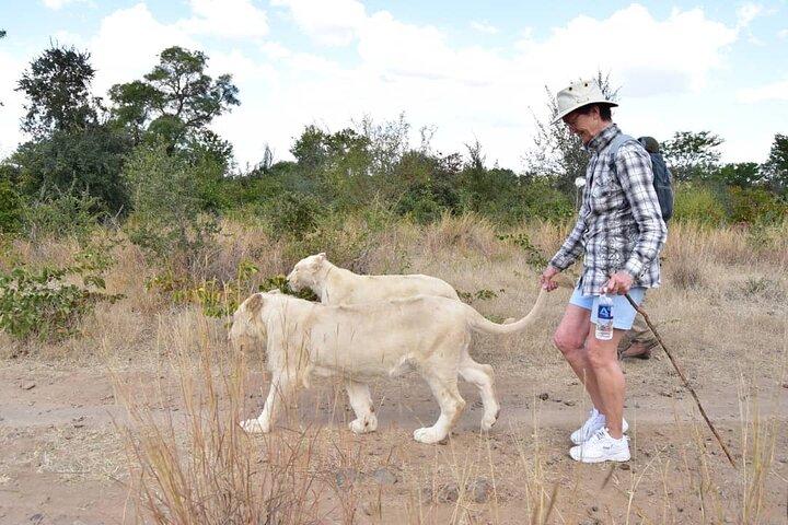 Lion Experience