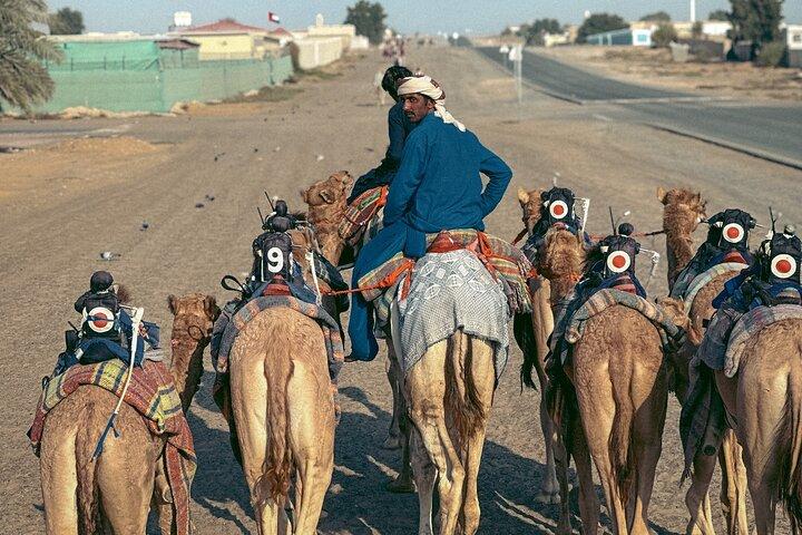 90 minutters guidet kulturel kamelridning i Dubai