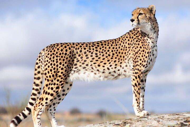 Tour privado de 3 días al Parque Nacional Serengeti