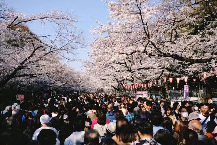 Privat Mt Fuji eller Hakone Day Tour med engelsktalande chaufför