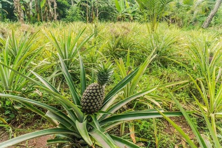 Zanzibar : visite à pied des épices avec guide