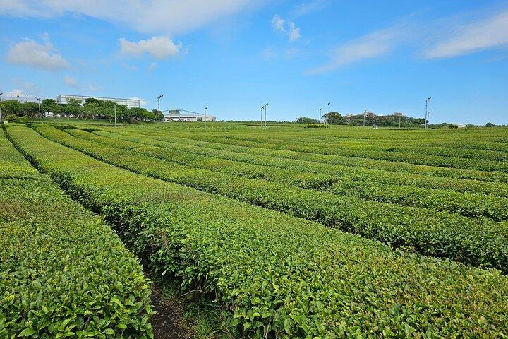 Small group Jeju private Full-Day Tour of East and South and West