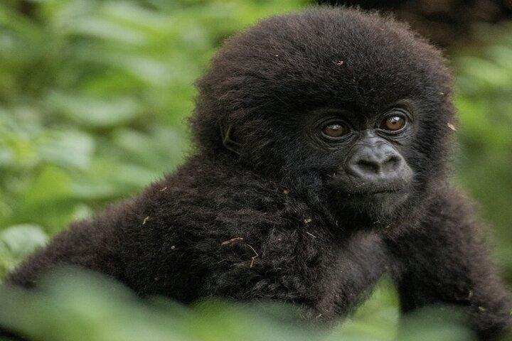 3-dagars privat Rwanda Gorilla och sightseeingtur