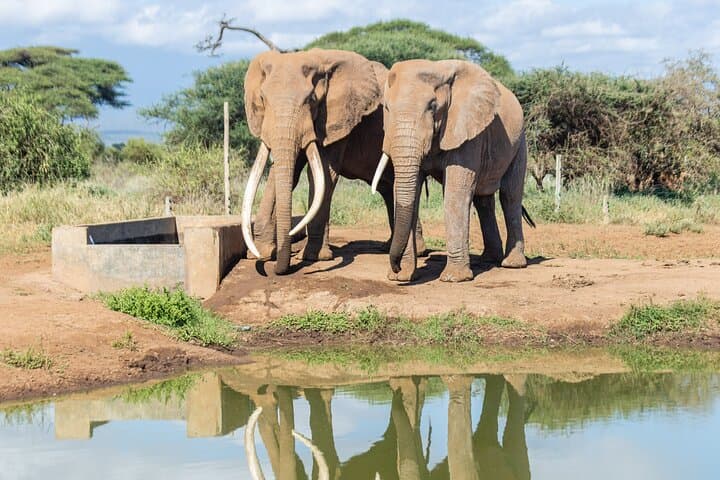3day Amboseli Private safari
