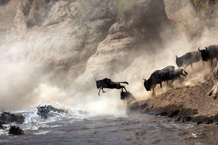 2 Tage private Safari im Maasai Mara National Reserve ab Nairobi