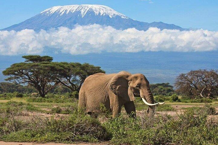 Visite privée d'une journée à Amboseli