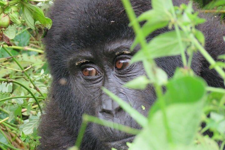 5-dages Bwindi Gorilla og Chimpanse Trekking Safari i Uganda