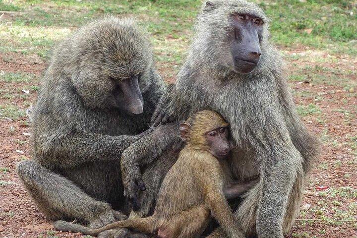 1泊2日モールパーク野生動物サファリ（往復フライト）