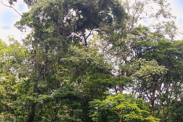 Demi-journée / Canoë et promenade d'une journée au parc national Tortuguero