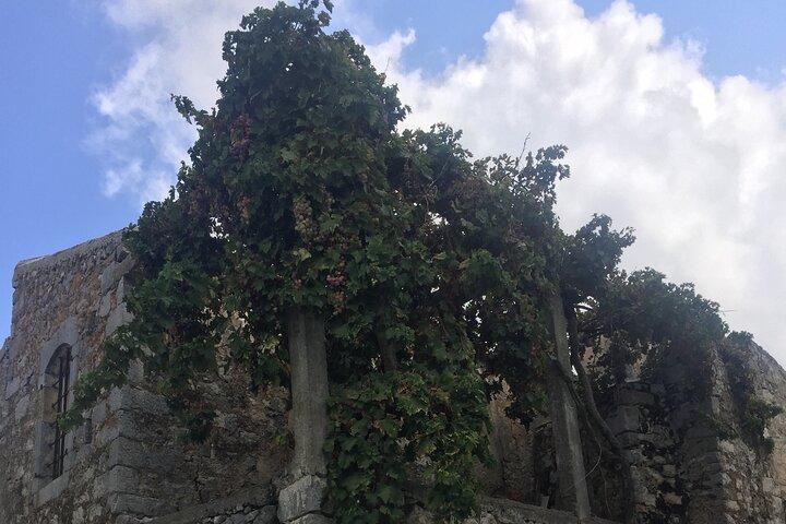 PRIVATE TOUR - Winery+Olive Oil Factory-Old Traditional Villages