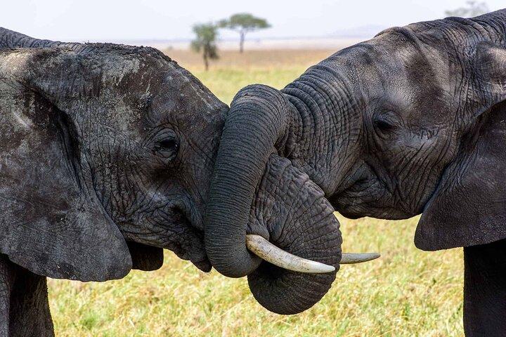 Campamento clásico de 5 días en Tarangire, Serengeti y Ngorongoro