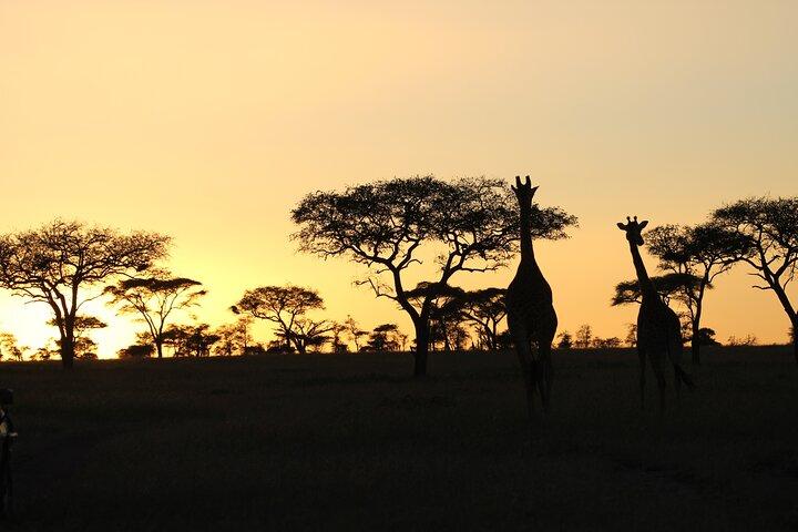 Famoso Serengeti de 3 días - Rango medio (2 noches Serengeti)