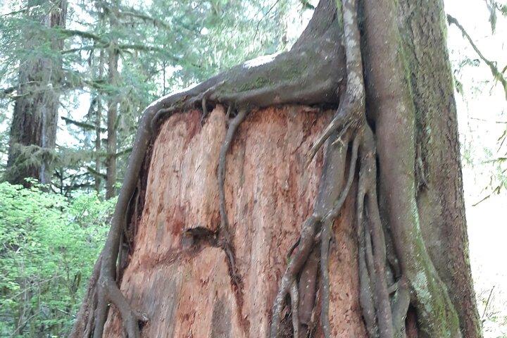 Tour della penisola olimpica e della foresta