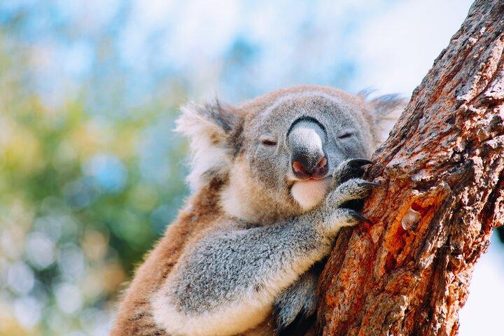 Private Wildlife Waterfalls en Wine Day Tour vanuit Sydney