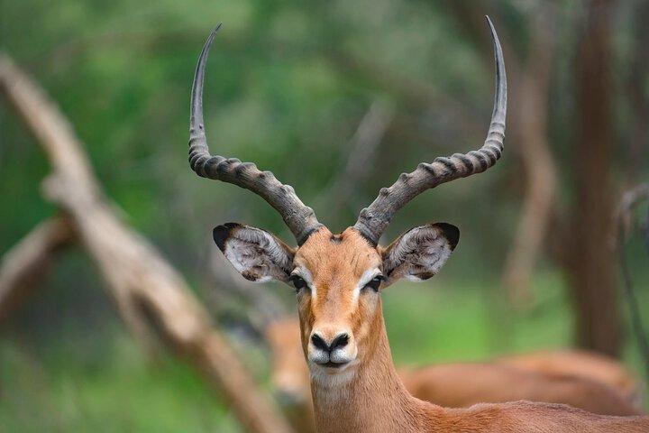 Excursión de safari privado de 4 días a Serengeti y Ngorongoro
