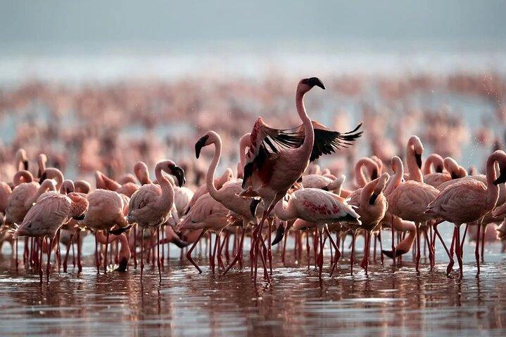 Excursión de safari privado de 4 días a Serengeti y Ngorongoro