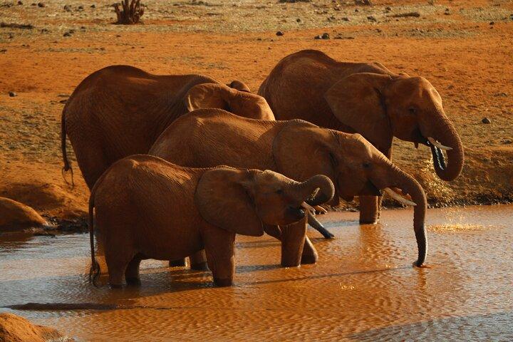 Privat övernattningssafari till Tsavo East