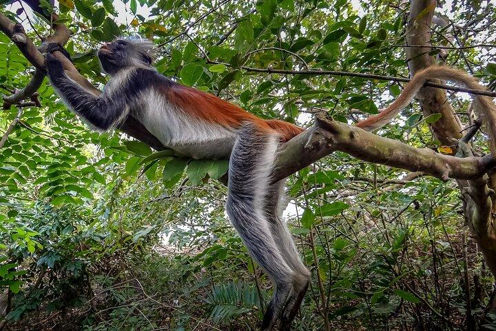 3 timers Lagoon Tour til Monkey Island