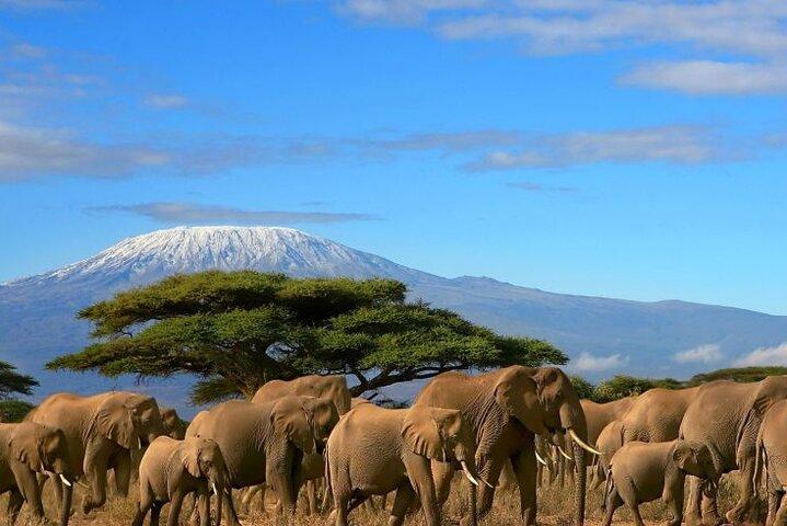 Safari de nuit au parc national d'Amboseli