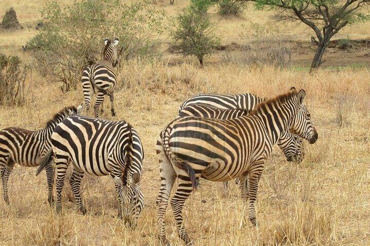 Safari de nuit au parc national d'Amboseli