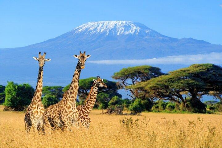 Safari de nuit au parc national d'Amboseli