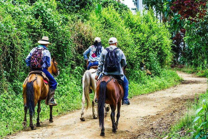 Excursion d'une journée à cheval dans la vallée de Cocora et le Salento