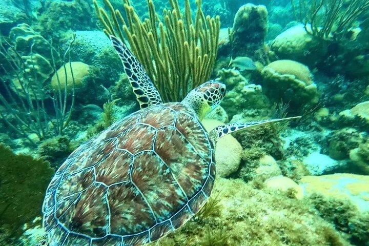 Florida Keys : Schnorchelabenteuer & Sandbar Trip
