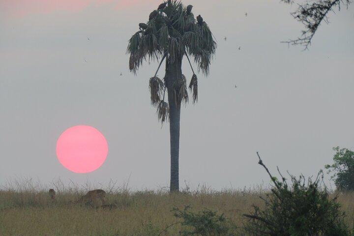 Excursão de safári privado de 3 dias no Murchison Falls Park Safari